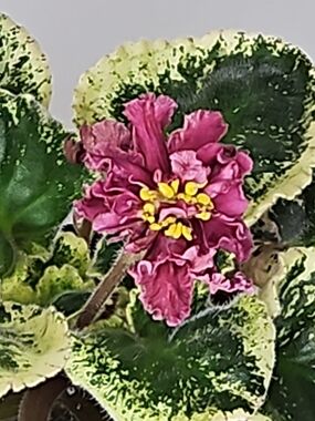 Variegated Leaf Pink African Violet, SM-CHIC POPPY (Home Accents)